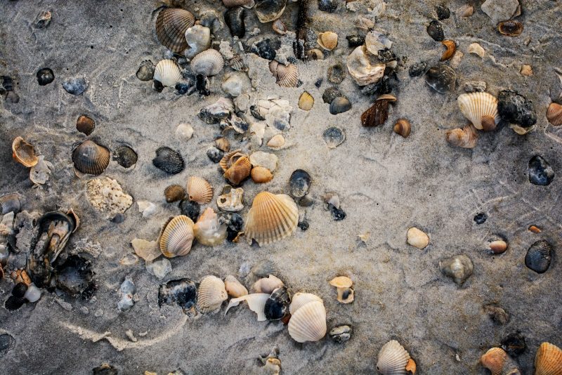 Seashells by the Seashore