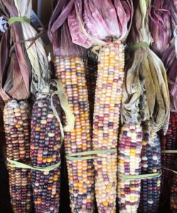 Several ears of multicolored corn, their kernels in shades of yellow, purple, white, and red, are arranged vertically with dried husks still attached and tied with rubber bands, resembling a vibrant stack of crab fries.