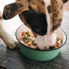 Dog eating food from green bowl on mat.